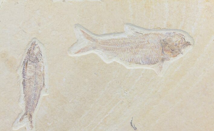 Pair of Knightia Fossil Fish - Green River Formation, Wyoming #79853